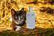 Парфюмерная вода 27 87 Perfumes Hakuna Matata для мужчин и женщин 87 мл ex3656 фото 6